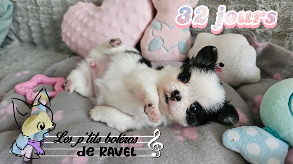 Des P'tits Boléros De Ravel - Petit panda a 1 mois ! 