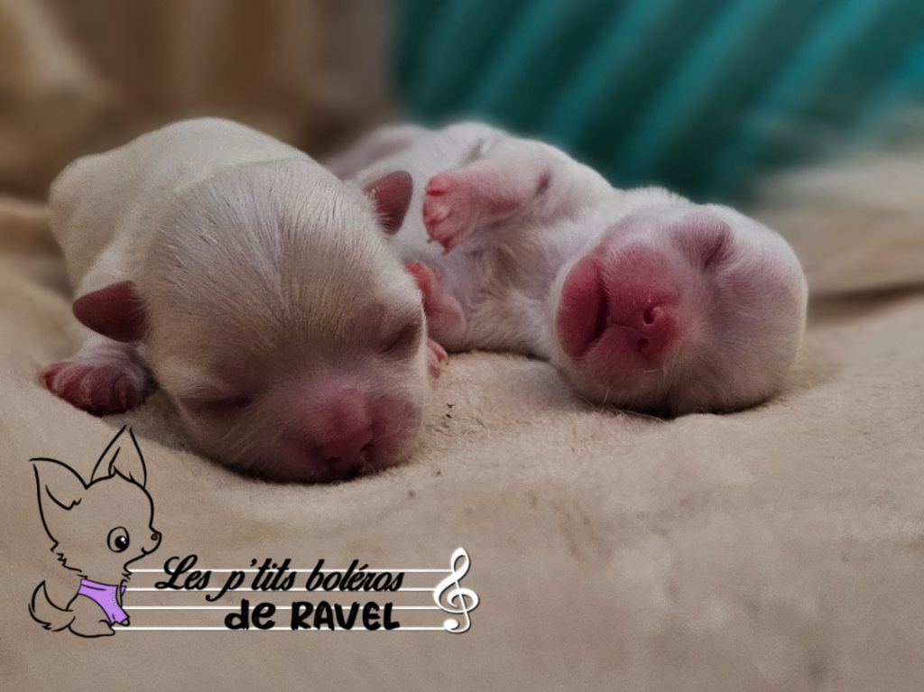 Des P'tits Boléros De Ravel - Heureuse année canine ! 