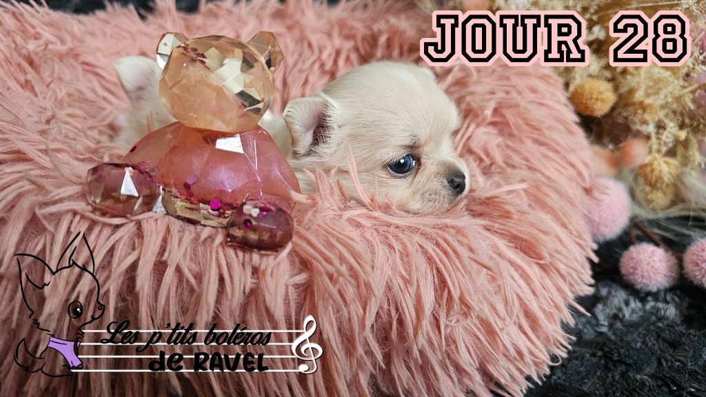 Des P'tits Boléros De Ravel - Chiot disponible  - Chihuahua