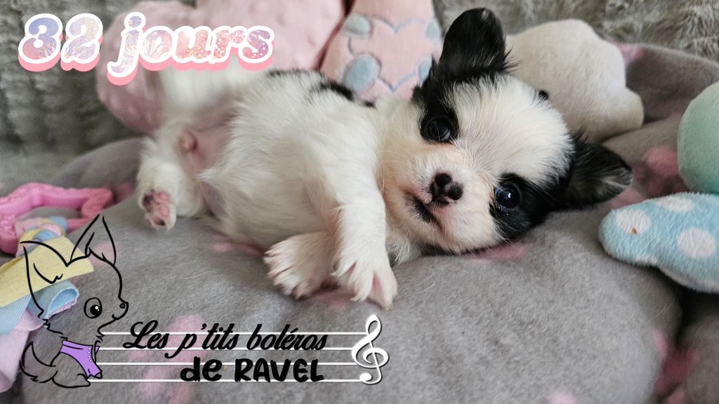 Des P'tits Boléros De Ravel - Chiot disponible  - Chihuahua