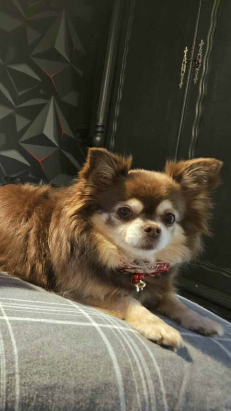 Moana De La Contrée Des Elfes