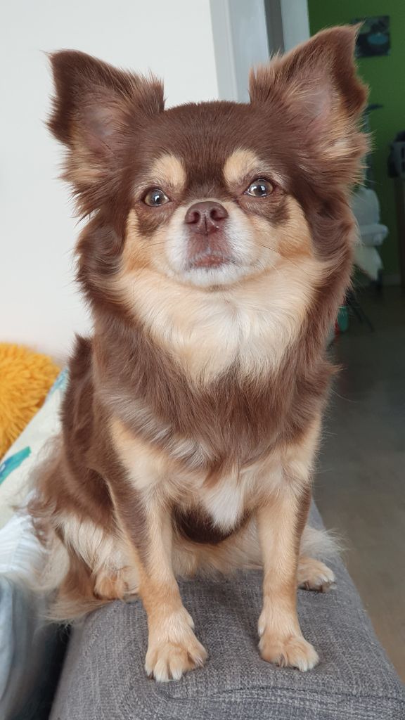 Moana De La Contrée Des Elfes