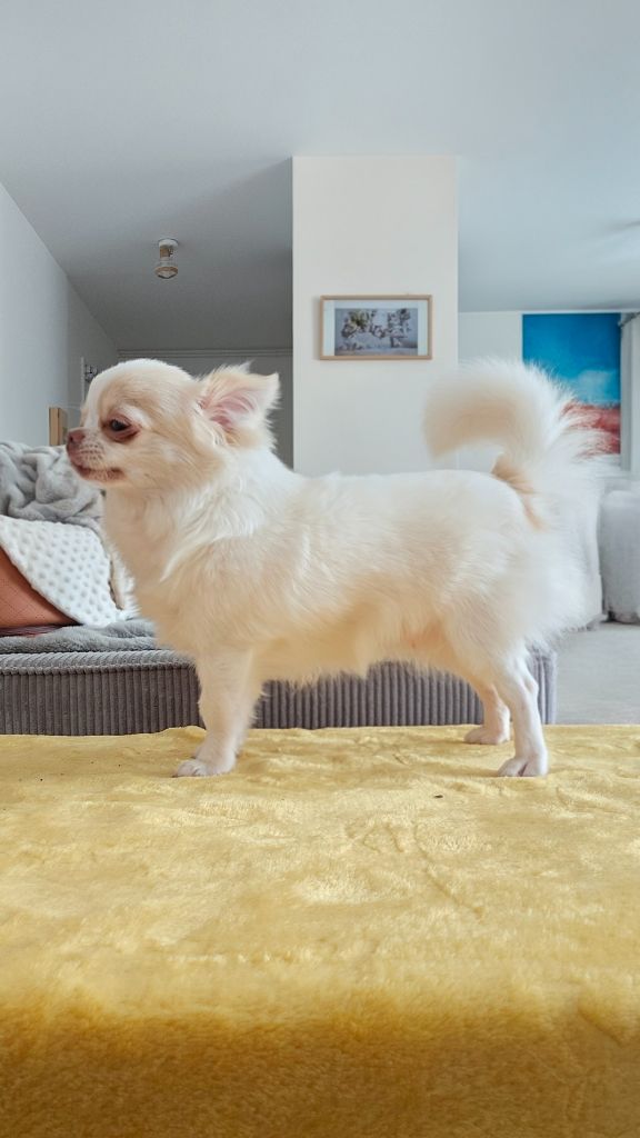 Vanellope'ace on my heart Des P'tits Boléros De Ravel