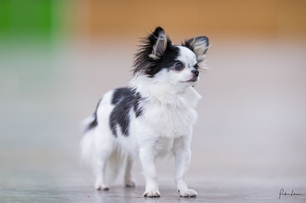 Voice of' harmony Des P'tits Boléros De Ravel