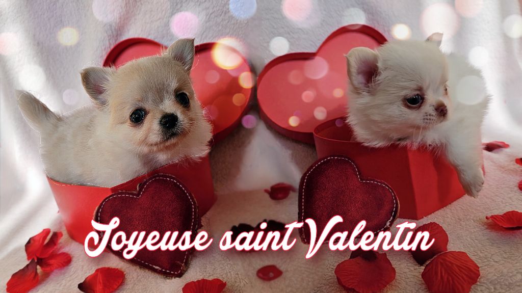 Joyeuses saint Valentin 