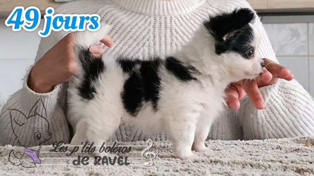 Des P'tits Boléros De Ravel - On s'entraîne !