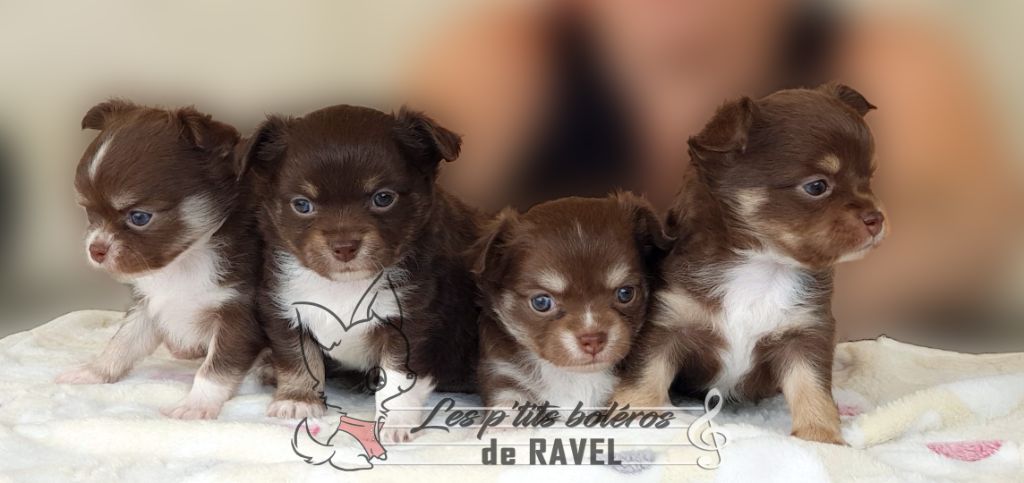 Des P'tits Boléros De Ravel - Vive le jardin !