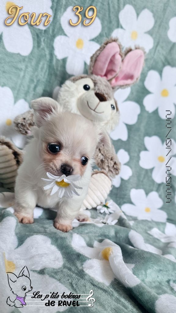 Des P'tits Boléros De Ravel - Chiots disponibles - Chihuahua