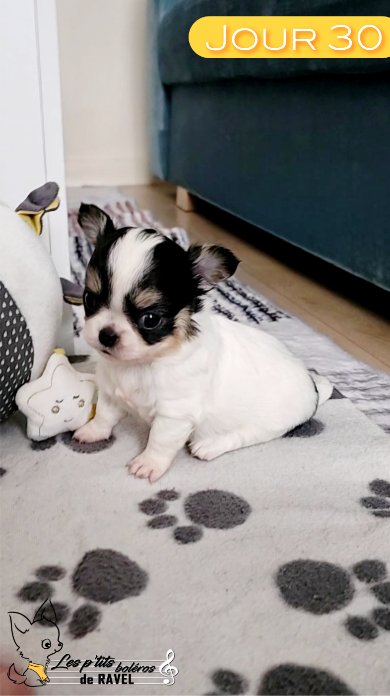 Des P'tits Boléros De Ravel - Chiots disponibles - Chihuahua
