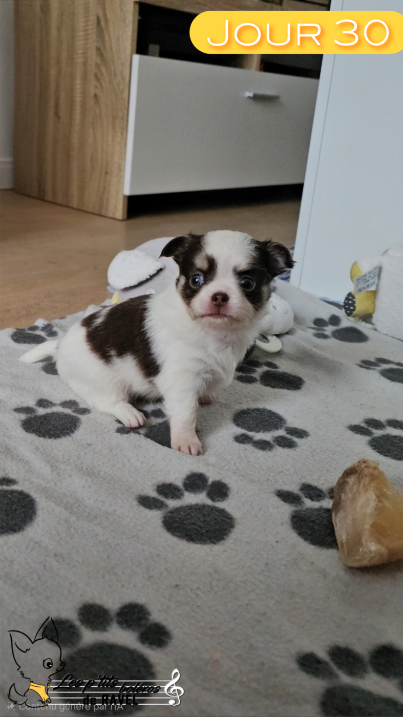 Des P'tits Boléros De Ravel - Chiots disponibles - Chihuahua