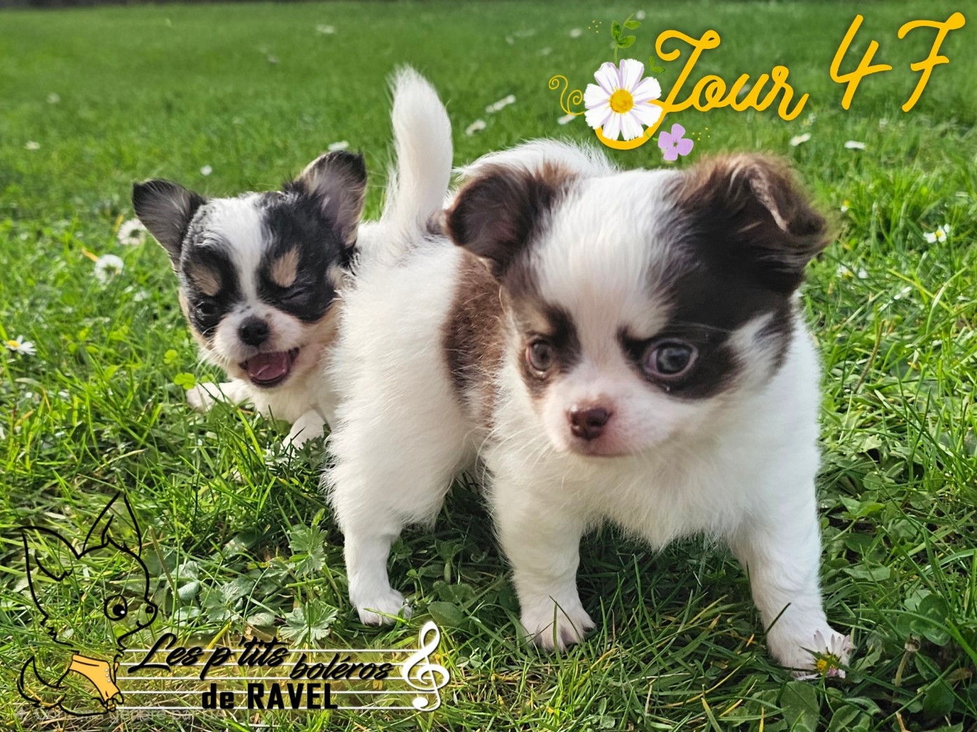 Chiot Chihuahua Des P'tits Boléros De Ravel