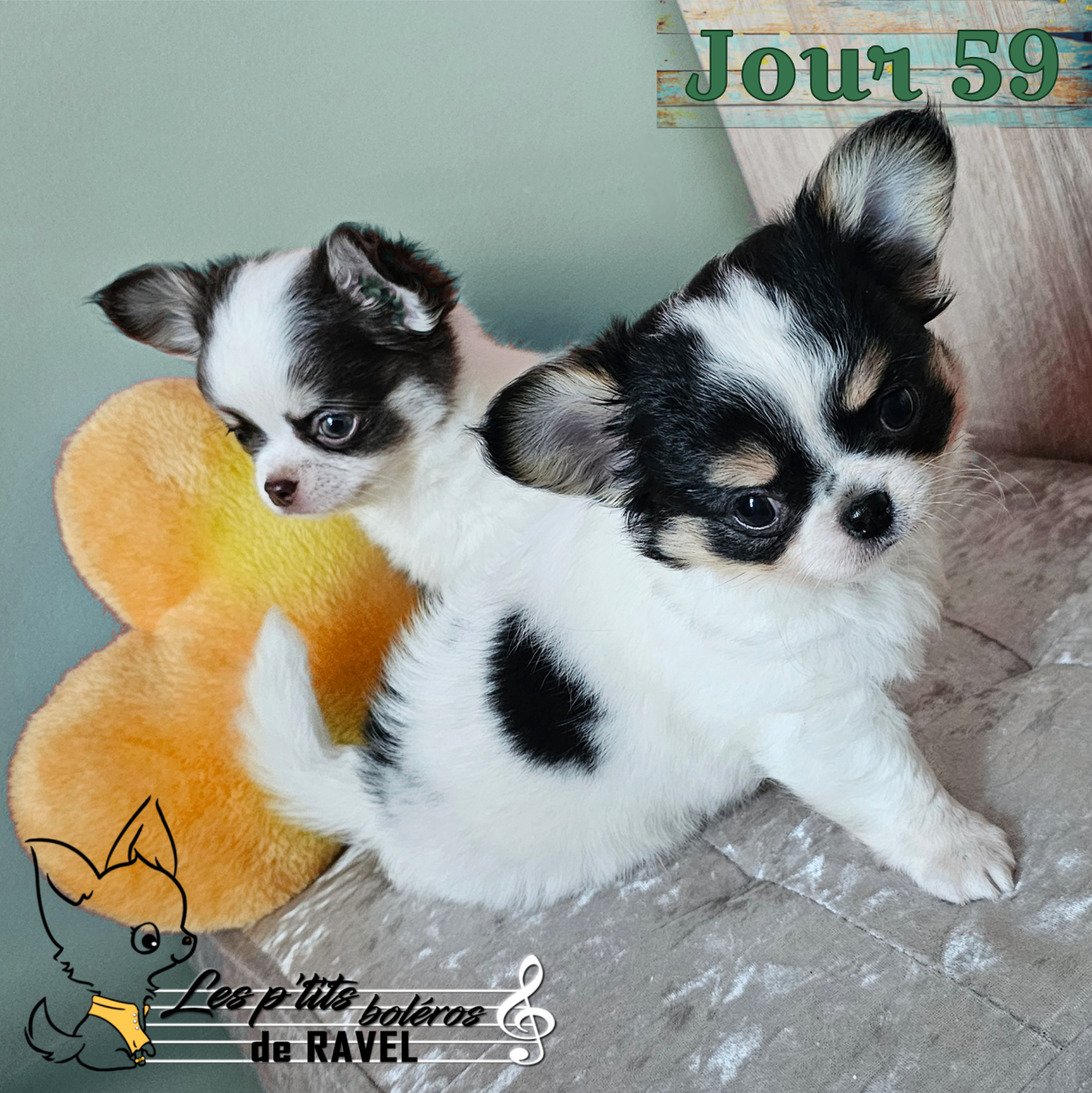 Des P'tits Boléros De Ravel - Chiots disponibles - Chihuahua