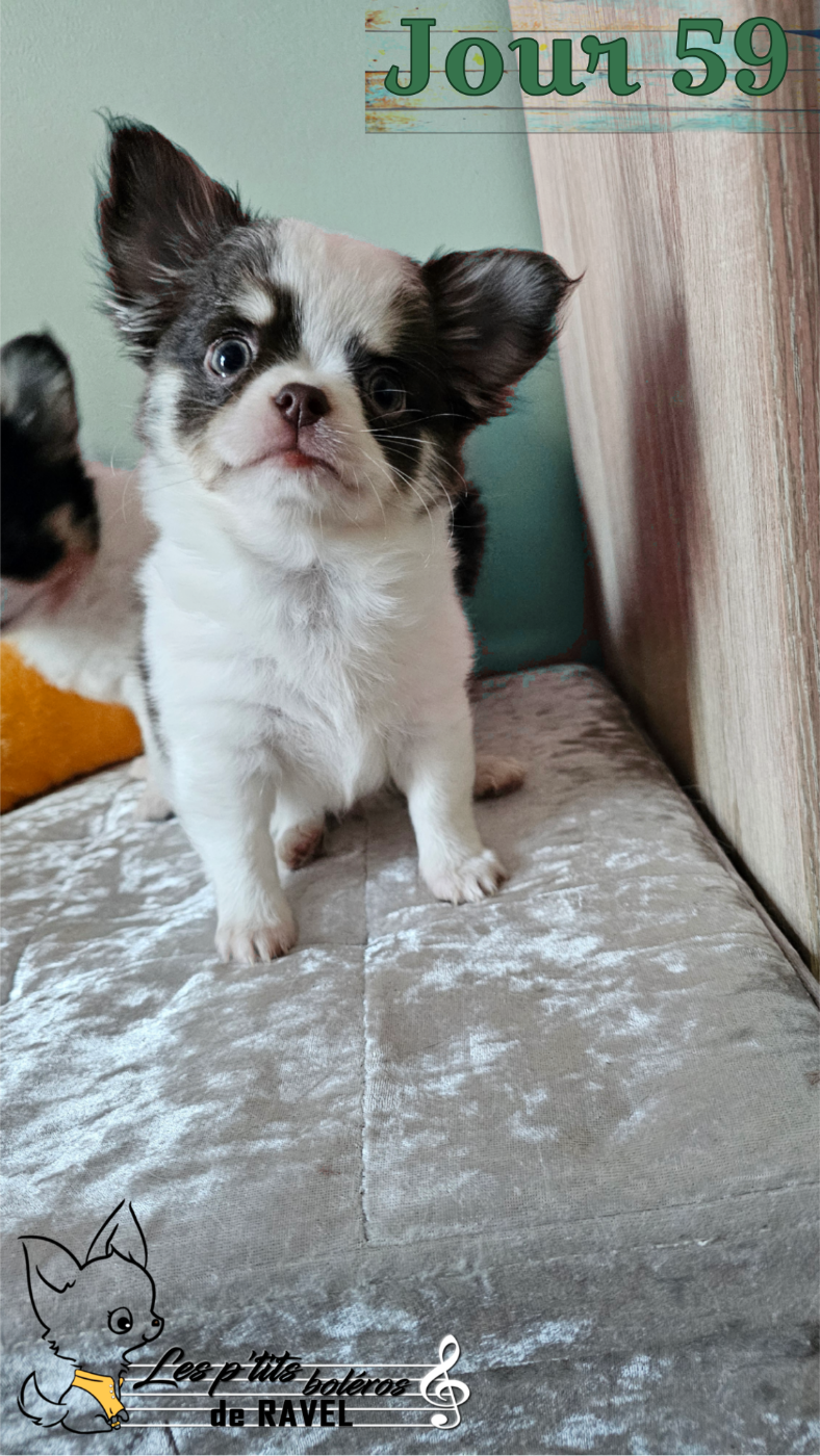 Des P'tits Boléros De Ravel - Chiots disponibles - Chihuahua