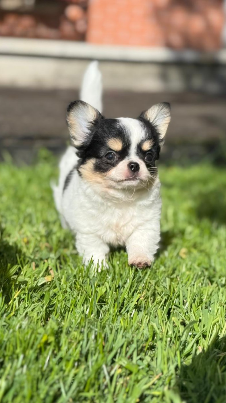 Des P'tits Boléros De Ravel - Chiots disponibles - Chihuahua