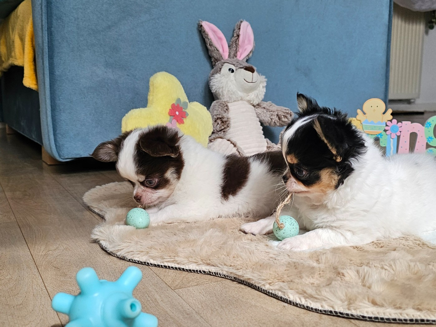 Des P'tits Boléros De Ravel - Chihuahua - Portée née le 19/01/2026