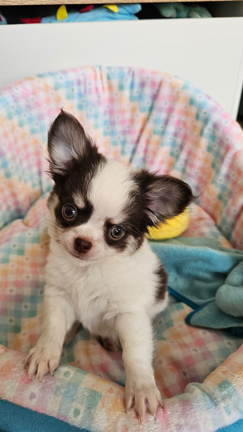 Des P'tits Boléros De Ravel - Chiots disponibles - Chihuahua