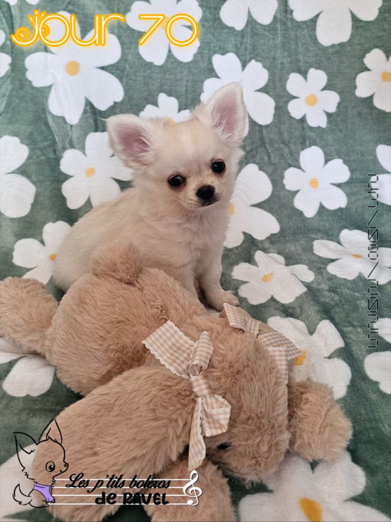 Des P'tits Boléros De Ravel - Chiots disponibles - Chihuahua