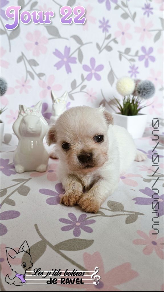 Des P'tits Boléros De Ravel - Chiots disponibles - Chihuahua