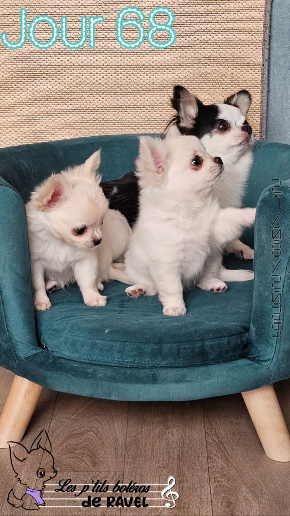 Des P'tits Boléros De Ravel - Chihuahua - Portée née le 13/06/2025