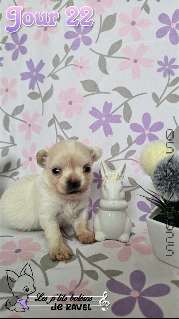 Des P'tits Boléros De Ravel - Chiots disponibles - Chihuahua