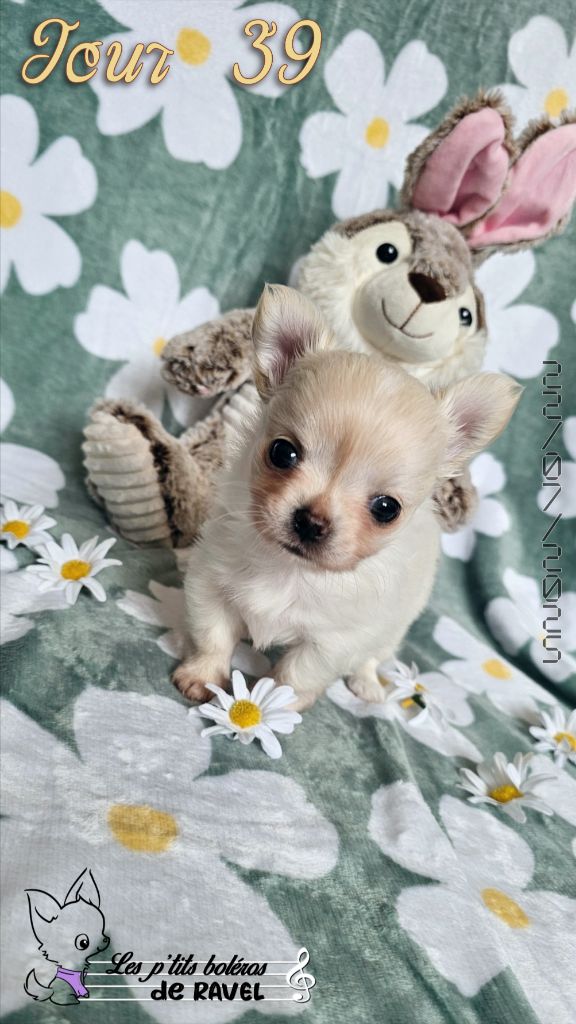 Des P'tits Boléros De Ravel - Chiots disponibles - Chihuahua