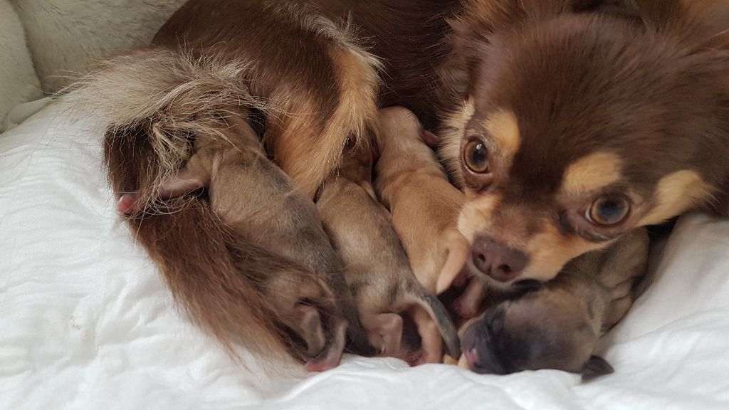 Chiot Chihuahua Des P'tits Boléros De Ravel