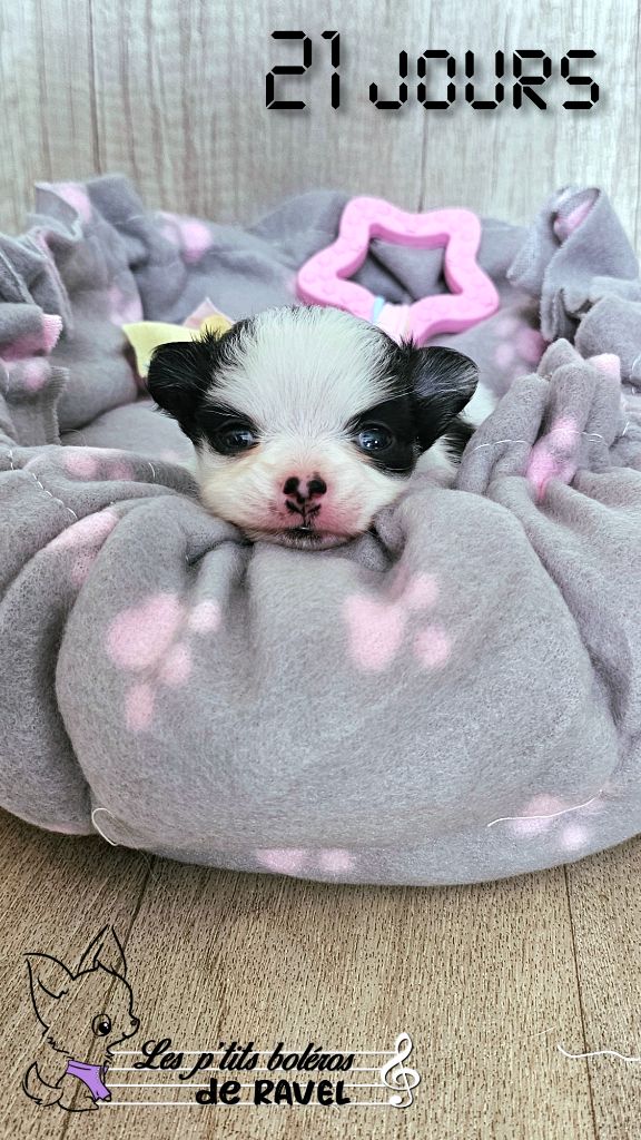 Chiot Chihuahua Des P'tits Boléros De Ravel