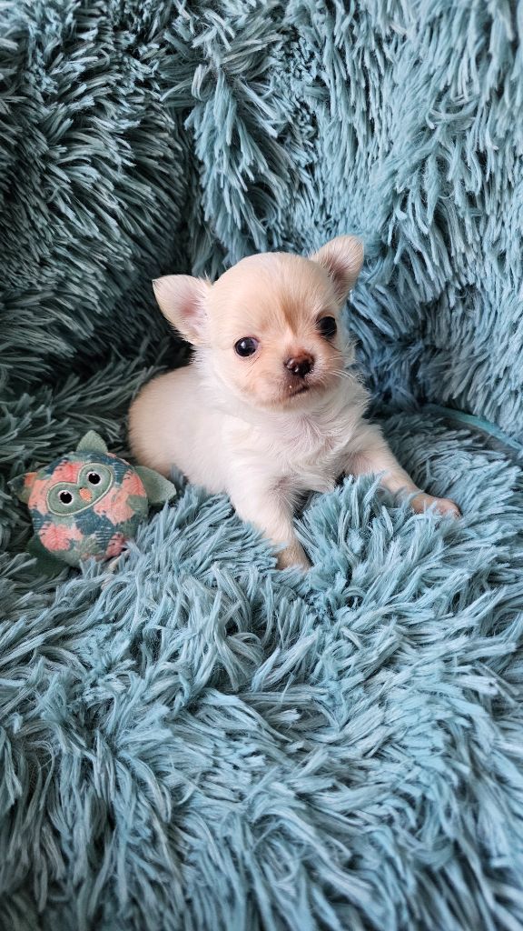 Des P'tits Boléros De Ravel - Chiots disponibles - Chihuahua