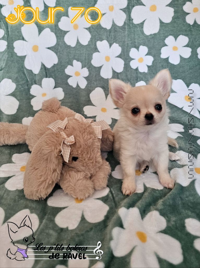 Des P'tits Boléros De Ravel - Chiots disponibles - Chihuahua