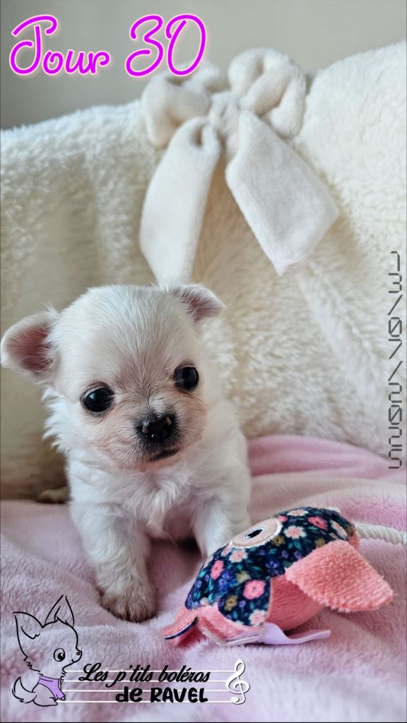Des P'tits Boléros De Ravel - Chiots disponibles - Chihuahua